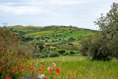 Ragusa 'daki Tarım Alanları - Sicilya - İtalya