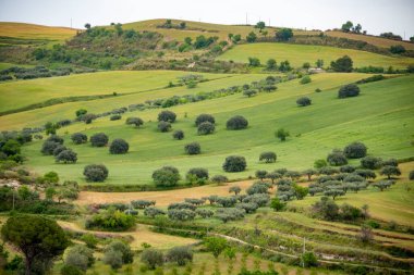 Ragusa 'daki Tarım Alanları - Sicilya - İtalya