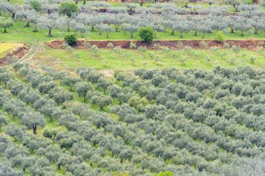 Ragusa 'daki Tarım Alanları - Sicilya - İtalya
