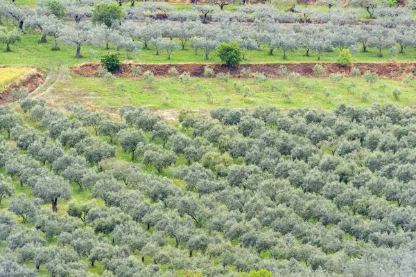 Ragusa 'daki Tarım Alanları - Sicilya - İtalya