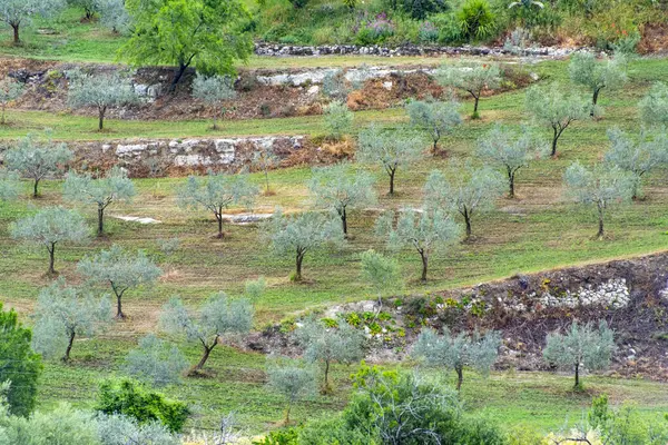 Campos Agrícolas Ragusa Sicília Itália — Fotografia de Stock