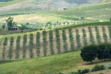 Trapani Bölgesindeki Tarım Alanları - Sicilya - İtalya
