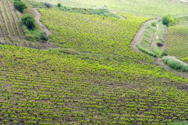 Trapani Bölgesi - Sicilya - İtalya 'da Katarratto Üzüm Bağları