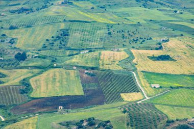 Trapani Bölgesi - Sicilya - İtalya 'da Katarratto Üzüm Bağları