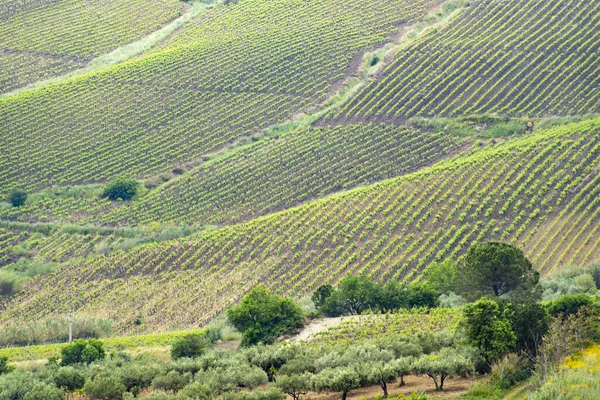 stock image Catarratto Grapes Vineyard in Trapani Region - Sicily - Italy