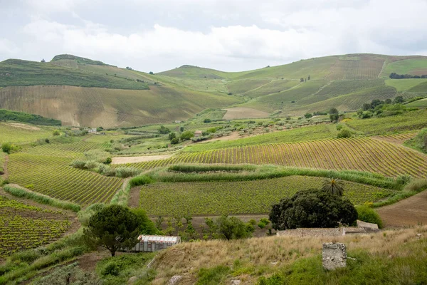 トラパニ地域のカタラトゥー ブドウ ワインヤード シチリア イタリア ロイヤリティフリーのストック画像