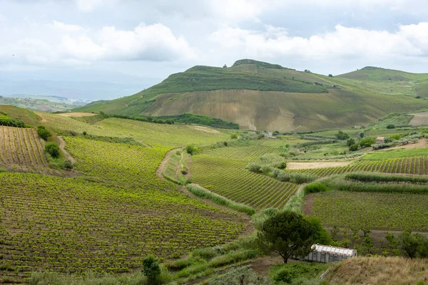 トラパニ地域のカタラトゥー ブドウ ワインヤード シチリア イタリア ストック写真