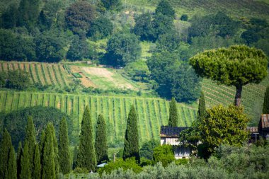 San Gimignano 'daki Vernaccia Üzüm Bağları - İtalya