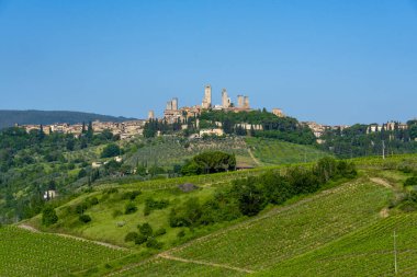 San Gimignano 'daki Vernaccia Üzüm Bağları - İtalya