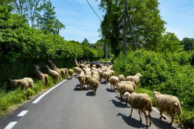 Yoldaki Koyun Sürüsü