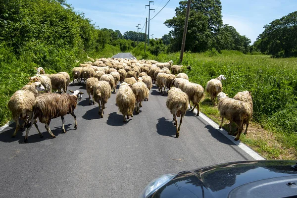 道 に 羊 群れ ロイヤリティフリーのストック写真