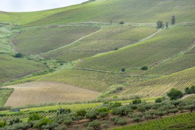 Trapani Bölgesindeki Tarım Alanları - Sicilya - İtalya