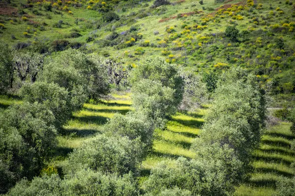 Basilicata 'da Zeytin Ağaçları - İtalya