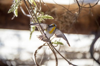 Çizgili Pardalote - Batı Avustralya