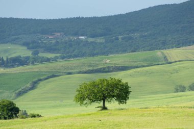 Toskana 'da Tek Ağaç - İtalya