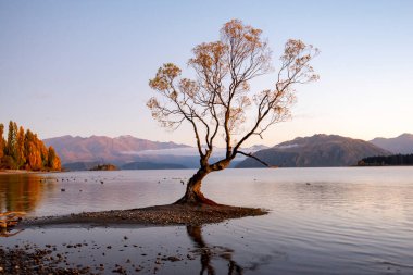 Wanaka Ağacı - Yeni Zelanda