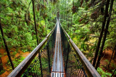 Redwood Whakarewarewa Ormanı - Rotorua - Yeni Zelanda