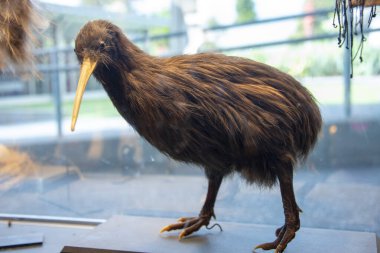 Tahnitçilik Kuşu - Yeni Zelanda