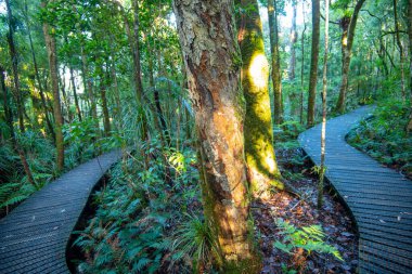 Waipoua Kauri Ormanı - Yeni Zelanda