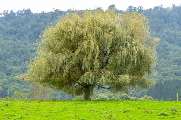 stock image Single Willow Tree in Waikato Region - New Zealand