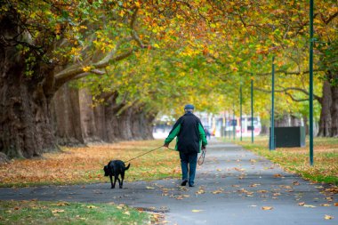 Hagley Park Kuzey - Christchurch - Yeni Zelanda