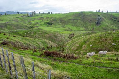 Waikato 'da Koyun Otlağı - Yeni Zelanda