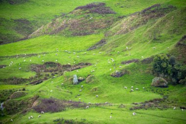 Sheep Pasture in Waikato - New Zealand clipart