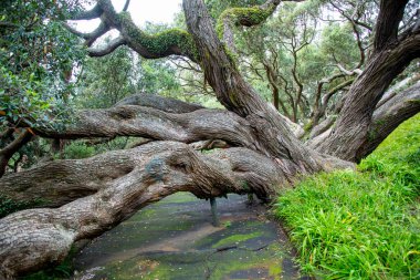 Emily Place Rezervindeki Pohutukawa Ağacı - Auckland - Yeni Zelanda