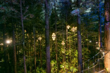Redwood Whakarewarewa Ormanı - Rotorua - Yeni Zelanda