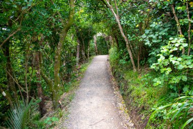 Mercer Körfezi Döngü Yürüyüşü - Yeni Zelanda