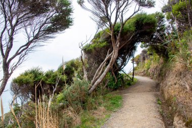 Mercer Körfezi Döngü Yürüyüşü - Yeni Zelanda