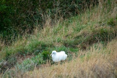 Kuzey Kraliyet Albatros Pilici - Yeni Zelanda