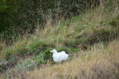 Kuzey Kraliyet Albatros Pilici - Yeni Zelanda