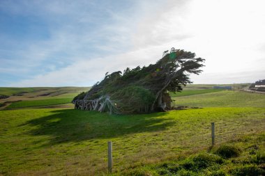 Eğim Noktası Ağaçları - Yeni Zelanda