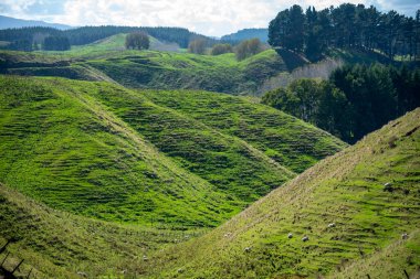Bolluk Körfezi Bölgesindeki otlaklar - Yeni Zelanda