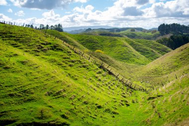 Bolluk Körfezi Bölgesindeki otlaklar - Yeni Zelanda