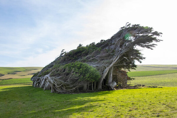 Деревья точки склона - Новая Зеландия