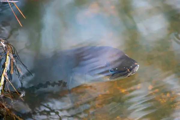 stock image New Zealand Longfin Eel in the River