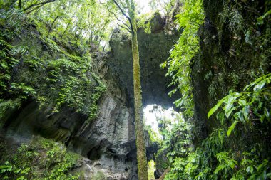 Mangapohue Doğal Köprüsü - Yeni Zelanda