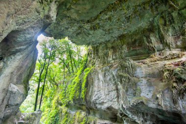 Mangapohue Doğal Köprüsü - Yeni Zelanda