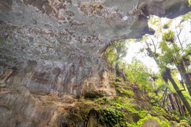 Mangapohue Doğal Köprüsü - Yeni Zelanda