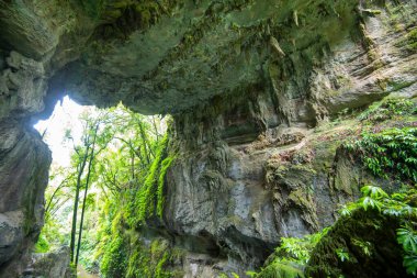Mangapohue Doğal Köprüsü - Yeni Zelanda
