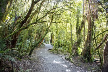 Catlins Orman Parkı - Yeni Zelanda