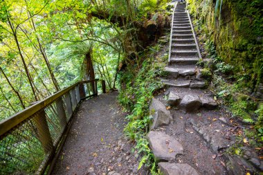 Catlins Forest Park - New Zealand clipart