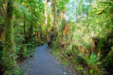 Catlins Orman Parkı - Yeni Zelanda