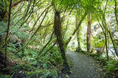 Catlins Orman Parkı - Yeni Zelanda