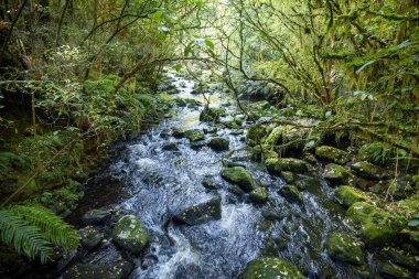 Catlins Orman Parkı - Yeni Zelanda