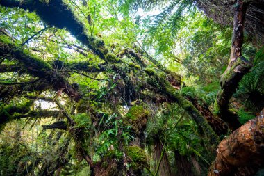 Catlins Orman Parkı - Yeni Zelanda