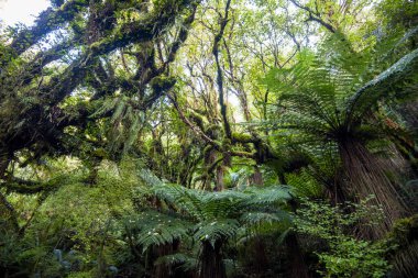 Catlins Orman Parkı - Yeni Zelanda