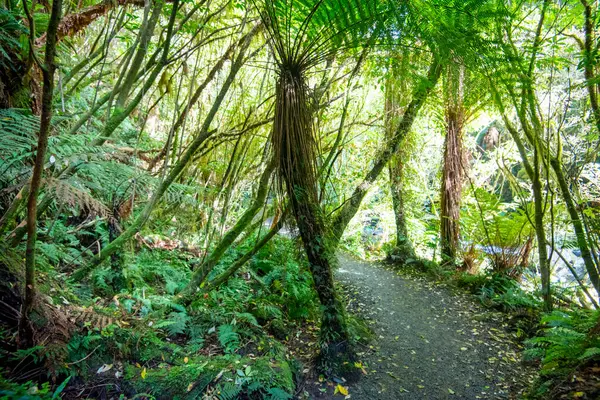 stock image Catlins Forest Park - New Zealand